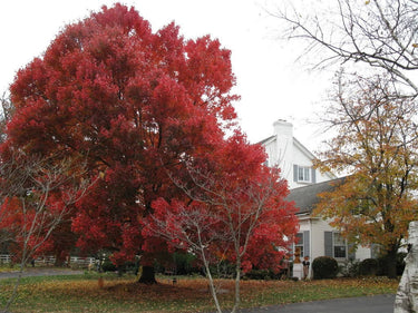 25 Scarlet CAROLINA RED MAPLE Tree Acer Rubrum Seeds